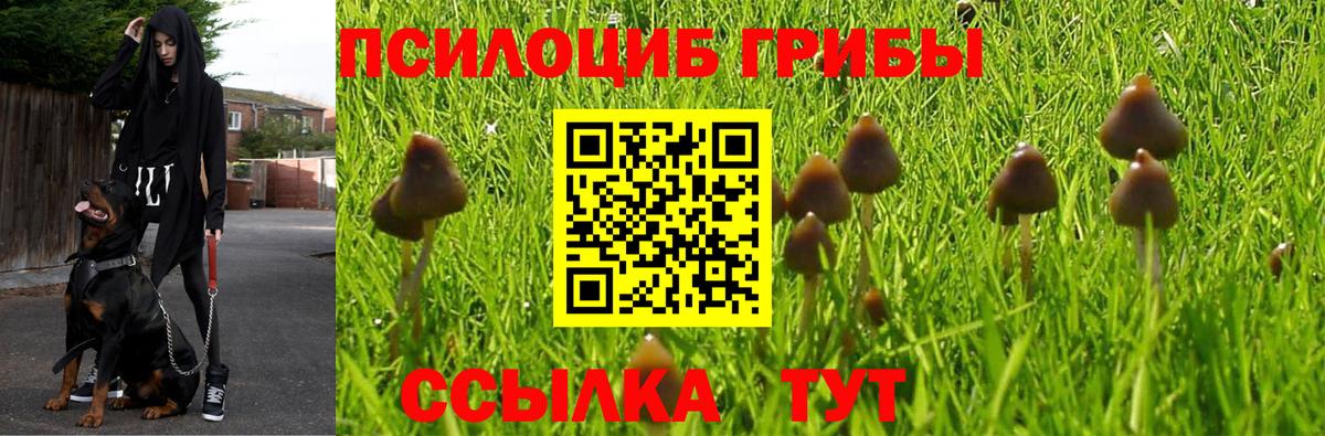 Псилоцибиновые грибы прущие грибы  Псилоцибиновые грибы Psilocybe  Ноябрьск  Вход с VPN 